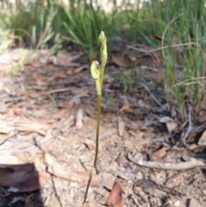 Speculantha rubescens at Aranda, ACT - 3 Mar 2021