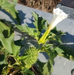 Datura stramonium (Common Thornapple) at Tharwa, ACT - 7 Mar 2021 by trevorpreston