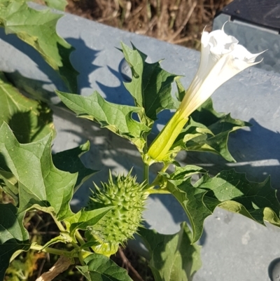 Datura stramonium (Common Thornapple) at Point Hut to Tharwa - 6 Mar 2021 by tpreston