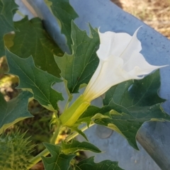 Datura stramonium at Tharwa, ACT - 7 Mar 2021