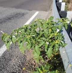 Datura stramonium at Tharwa, ACT - 7 Mar 2021