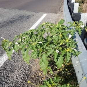 Datura stramonium at Tharwa, ACT - 7 Mar 2021