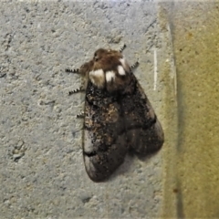 Oenosandra boisduvalii (Boisduval's Autumn Moth) at Paddys River, ACT - 4 Mar 2021 by JohnBundock