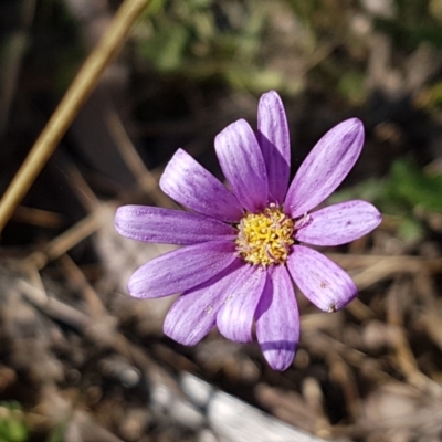 Calotis scabiosifolia var. integrifolia (Rough Burr-daisy) at Kosciuszko National Park - 7 Mar 2021 by tpreston