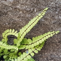 Asplenium trichomanes (Common Spleenwort) at Yarrangobilly, NSW - 7 Mar 2021 by tpreston