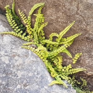 Asplenium trichomanes at Yarrangobilly, NSW - 7 Mar 2021