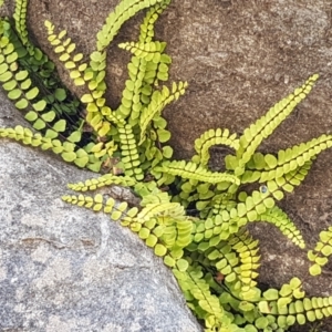 Asplenium trichomanes at Yarrangobilly, NSW - 7 Mar 2021