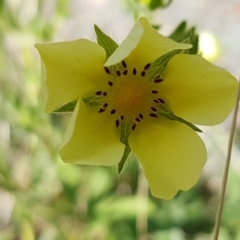 Potentilla recta (Sulphur Cinquefoil) at Yarrangobilly, NSW - 7 Mar 2021 by tpreston