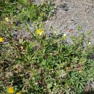 Potentilla recta at Yarrangobilly, NSW - 7 Mar 2021