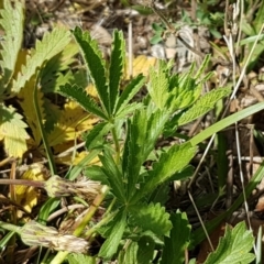 Potentilla recta at Yarrangobilly, NSW - 7 Mar 2021