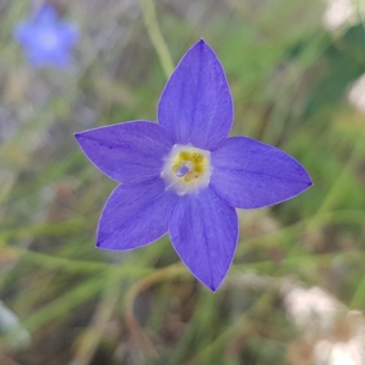 Wahlenbergia luteola (Yellowish Bluebell) at Pinbeyan, NSW - 7 Mar 2021 by trevorpreston