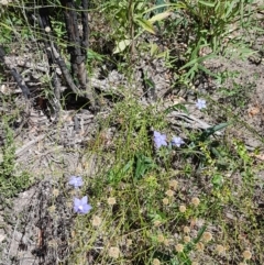 Wahlenbergia luteola at Pinbeyan, NSW - 7 Mar 2021 12:42 PM