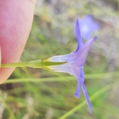 Wahlenbergia luteola at Pinbeyan, NSW - 7 Mar 2021