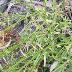Wahlenbergia luteola at Pinbeyan, NSW - 7 Mar 2021