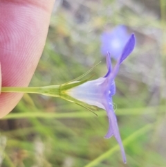 Wahlenbergia luteola at Pinbeyan, NSW - 7 Mar 2021 12:42 PM