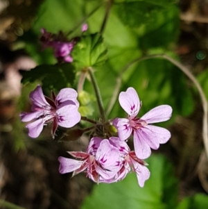 Pelargonium australe at Pinbeyan, NSW - 7 Mar 2021