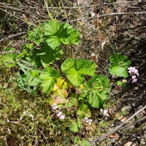 Pelargonium australe at Pinbeyan, NSW - 7 Mar 2021 12:44 PM