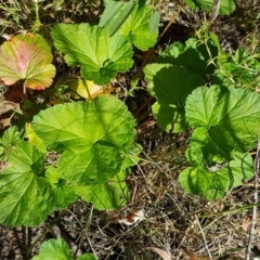 Pelargonium australe at Pinbeyan, NSW - 7 Mar 2021 12:44 PM