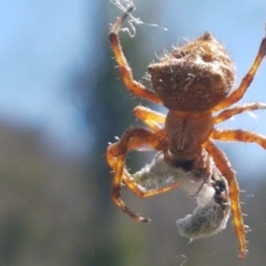 Araneinae (subfamily) (Orb weaver) at Kosciuszko National Park - 7 Mar 2021 by trevorpreston