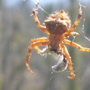 Araneinae (subfamily) at Pinbeyan, NSW - 7 Mar 2021 12:45 PM