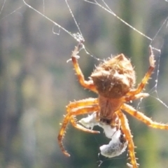 Araneinae (subfamily) at Pinbeyan, NSW - 7 Mar 2021 12:45 PM