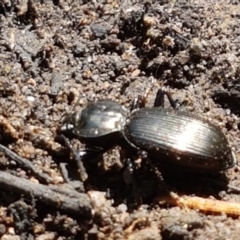 Cardiothorax monarensis (Darkling beetle) at Yarrangobilly, NSW - 7 Mar 2021 by trevorpreston