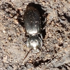 Cardiothorax monarensis at Yarrangobilly, NSW - 7 Mar 2021 12:55 PM