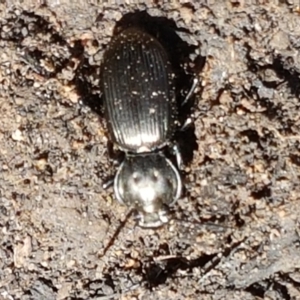 Cardiothorax monarensis at Yarrangobilly, NSW - 7 Mar 2021 12:55 PM