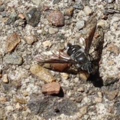 Thraxan sp. (genus) (A bee fly) at Yarrangobilly, NSW - 7 Mar 2021 by trevorpreston