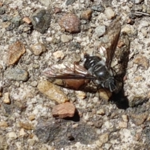 Thraxan sp. (genus) at Yarrangobilly, NSW - 7 Mar 2021