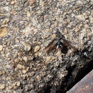 Thraxan sp. (genus) at Yarrangobilly, NSW - 7 Mar 2021