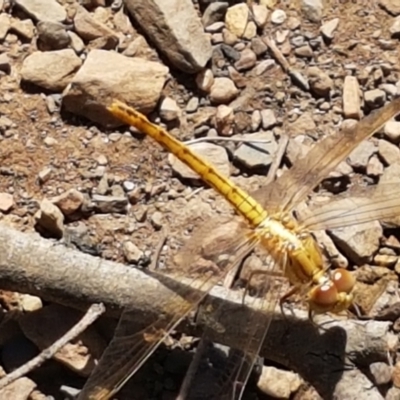 Diplacodes haematodes (Scarlet Percher) at Yarrangobilly, NSW - 7 Mar 2021 by trevorpreston