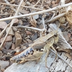 Phaulacridium vittatum (Wingless Grasshopper) at Yarrangobilly, NSW - 7 Mar 2021 by trevorpreston