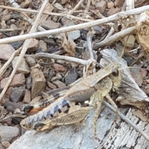 Phaulacridium vittatum at Yarrangobilly, NSW - 7 Mar 2021