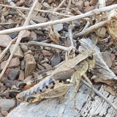 Phaulacridium vittatum (Wingless Grasshopper) at Yarrangobilly, NSW - 7 Mar 2021 by tpreston