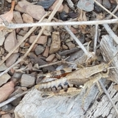 Phaulacridium vittatum at Yarrangobilly, NSW - 7 Mar 2021