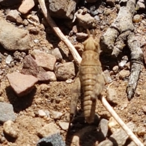 Acrididae sp. (family) at Yarrangobilly, NSW - 7 Mar 2021 01:13 PM