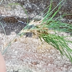 Unverified Grass at Yarrangobilly, NSW - 7 Mar 2021 by trevorpreston