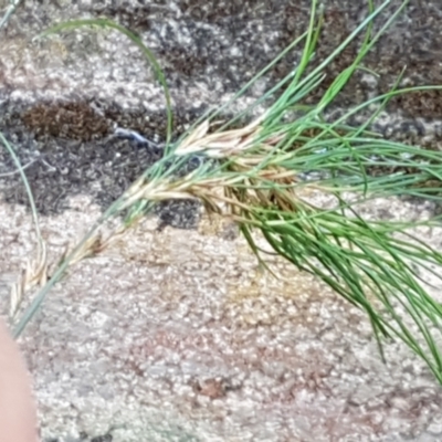 Unverified Grass at Yarrangobilly, NSW - 7 Mar 2021 by trevorpreston