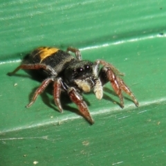 Apricia jovialis (Jovial jumping spider) at Flynn, ACT - 7 Mar 2021 by Christine