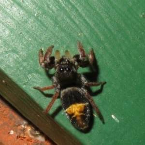 Apricia jovialis at Flynn, ACT - 7 Mar 2021 03:02 PM