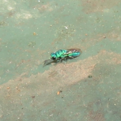 Chrysididae (family) (Cuckoo wasp or Emerald wasp) at Flynn, ACT - 7 Mar 2021 by Christine