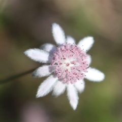 Actinotus forsythii (Pink Flannel Flower) at Wingecarribee Local Government Area - 6 Mar 2021 by Sarah2019