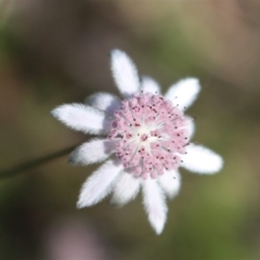 Actinotus forsythii (Pink Flannel Flower) at Bundanoon, NSW by Sarah2019