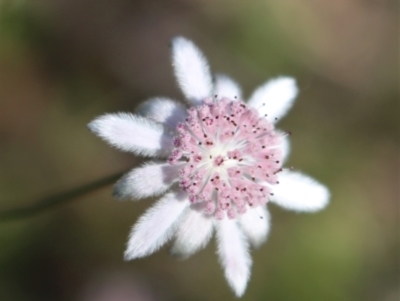 Actinotus forsythii (Pink Flannel Flower) at Bundanoon, NSW - 6 Mar 2021 by Sarah2019