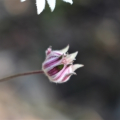 Actinotus forsythii at suppressed - suppressed