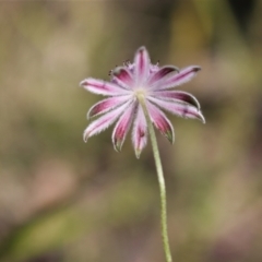 Actinotus forsythii at suppressed - suppressed