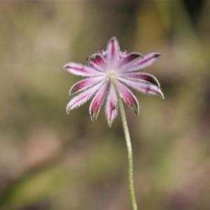 Actinotus forsythii at suppressed - suppressed