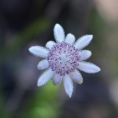 Actinotus forsythii at suppressed - suppressed