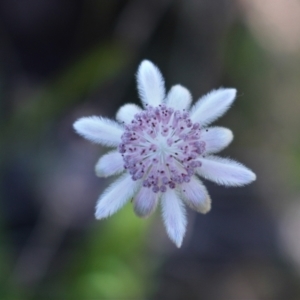 Actinotus forsythii at suppressed - suppressed